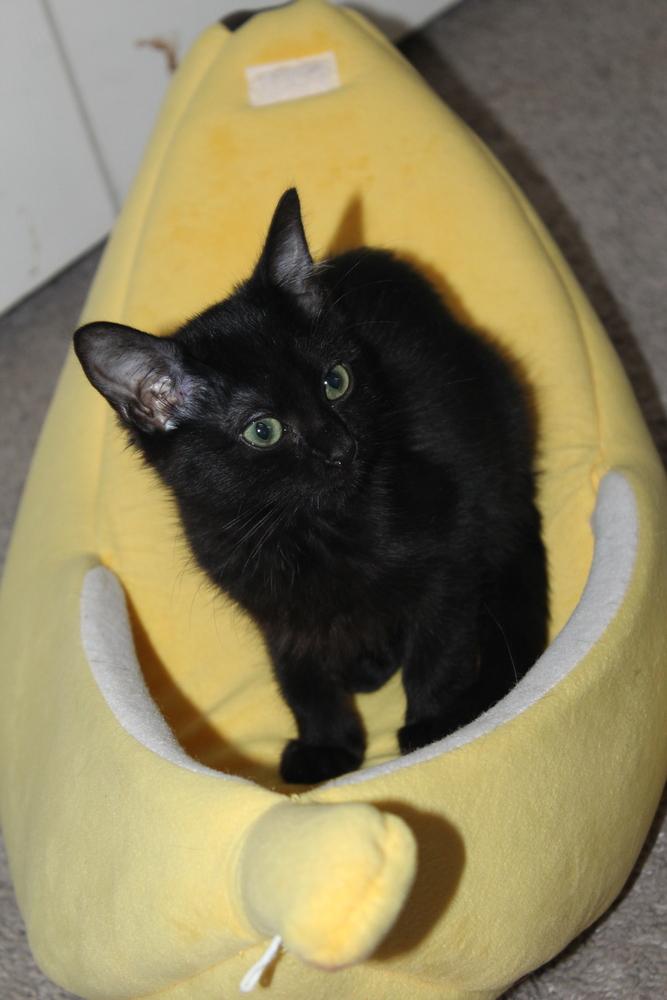 Enlarge Cattarina, a Adoptable mixed breed in Austin, TX image 2/6