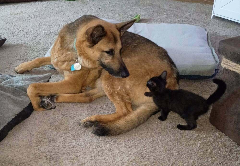 Enlarge Cattarina, a Adoptable mixed breed in Austin, TX image 3/6