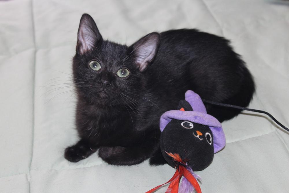 Enlarge Cattarina, a Adoptable mixed breed in Austin, TX image 4/6