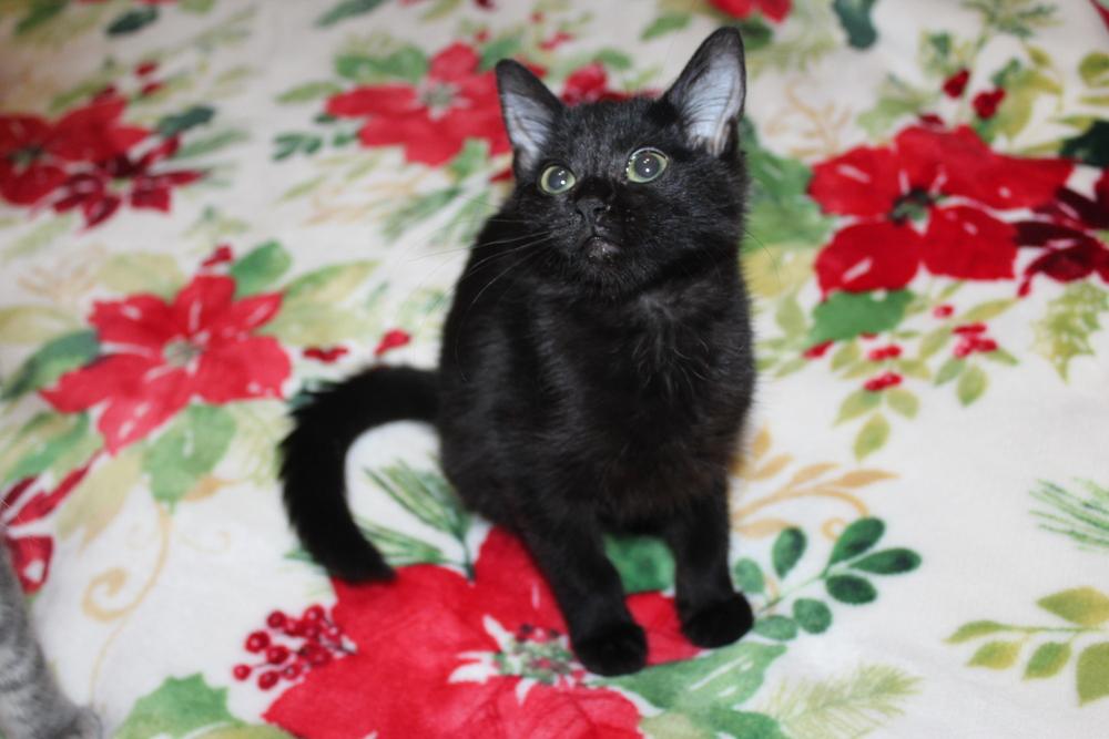 Enlarge Cattarina, a Adoptable mixed breed in Austin, TX image 5/6