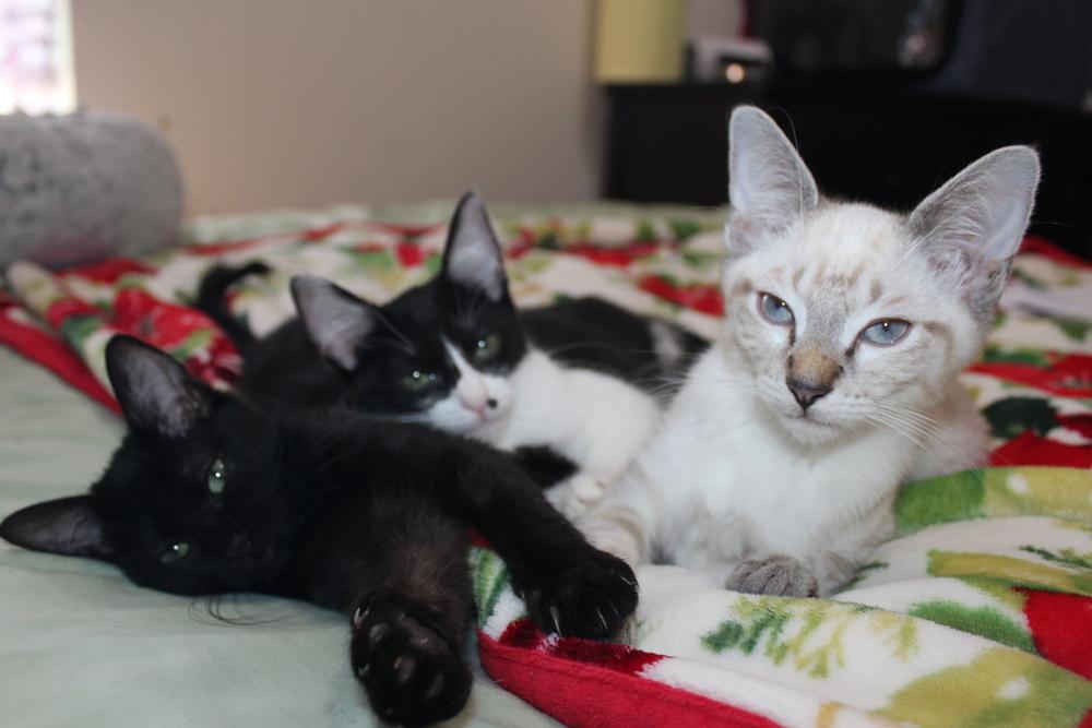 Enlarge Cattarina, a Adoptable mixed breed in Austin, TX image 6/6