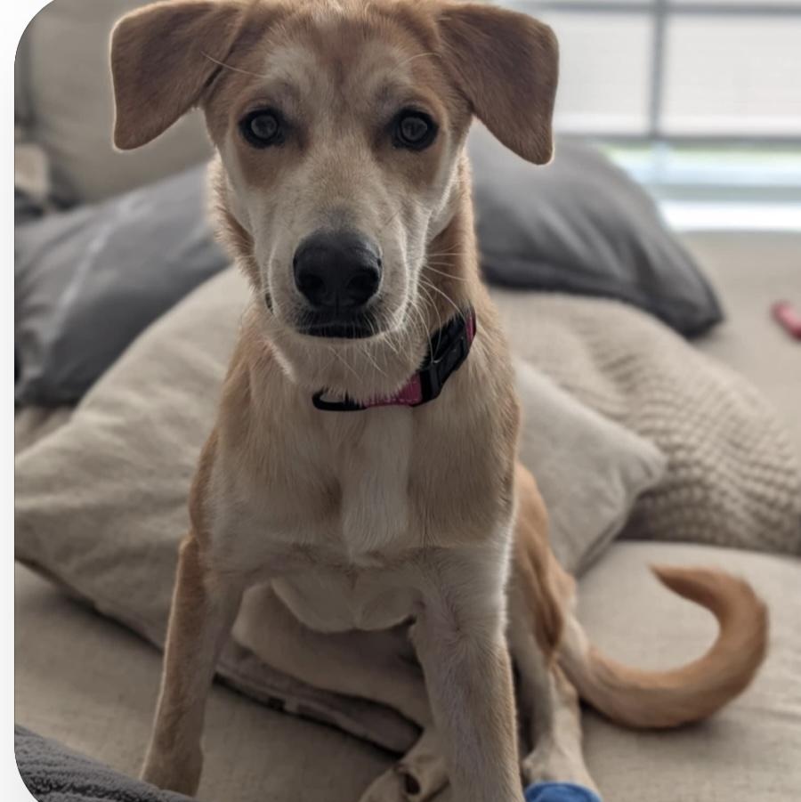 Buttercup thumbnail 6