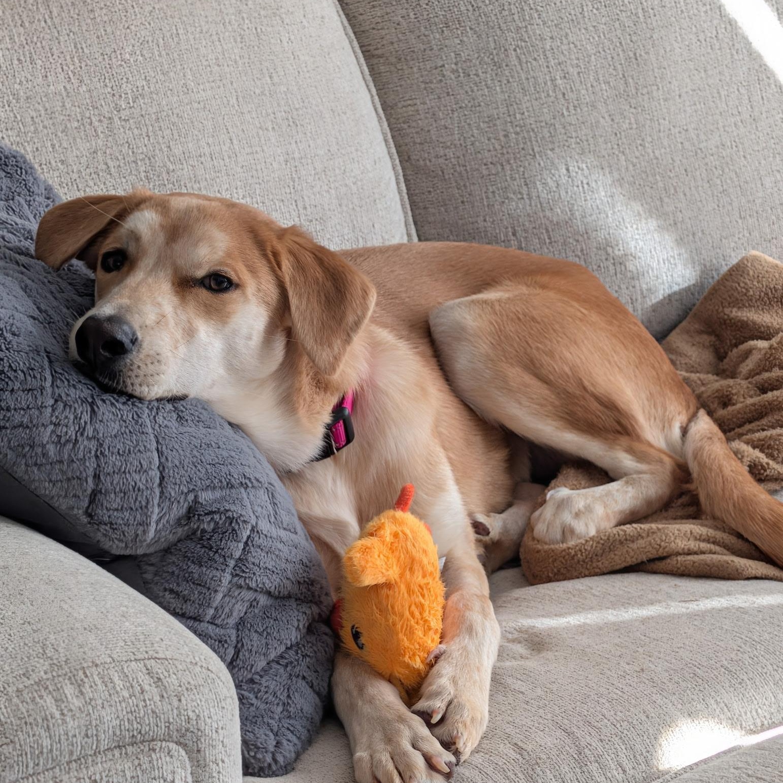 Buttercup thumbnail 3