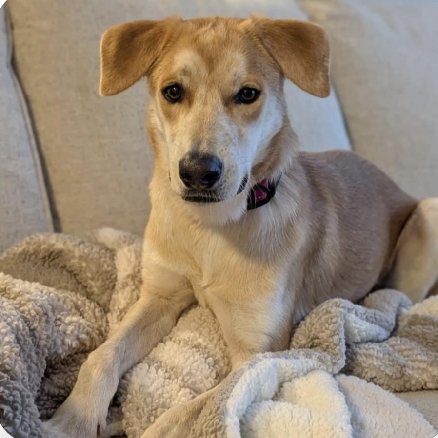 Buttercup thumbnail 4