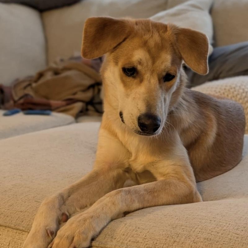 Buttercup thumbnail 2