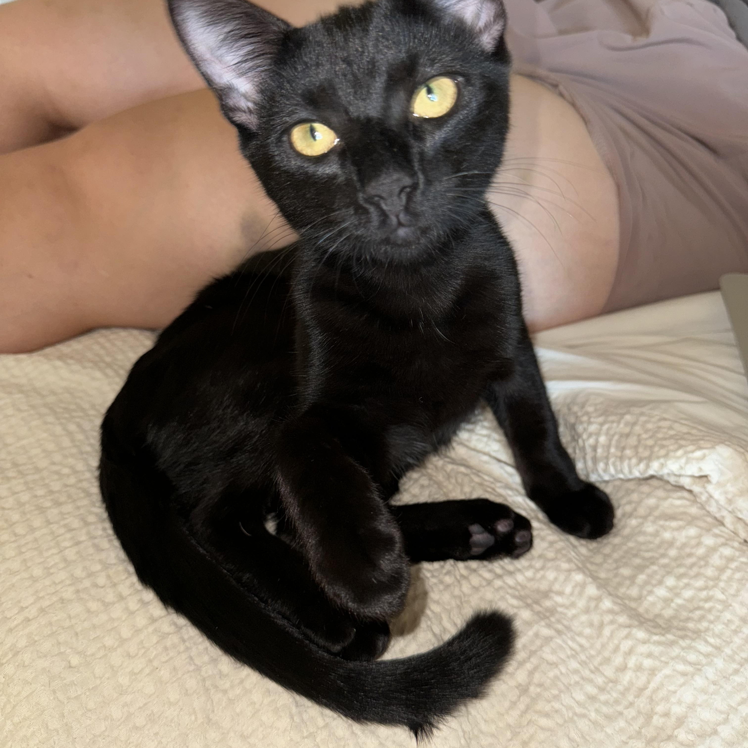 Enlarge Big Tex, a Adoptable Domestic Short Hair in Pittsburgh, PA image 1/4