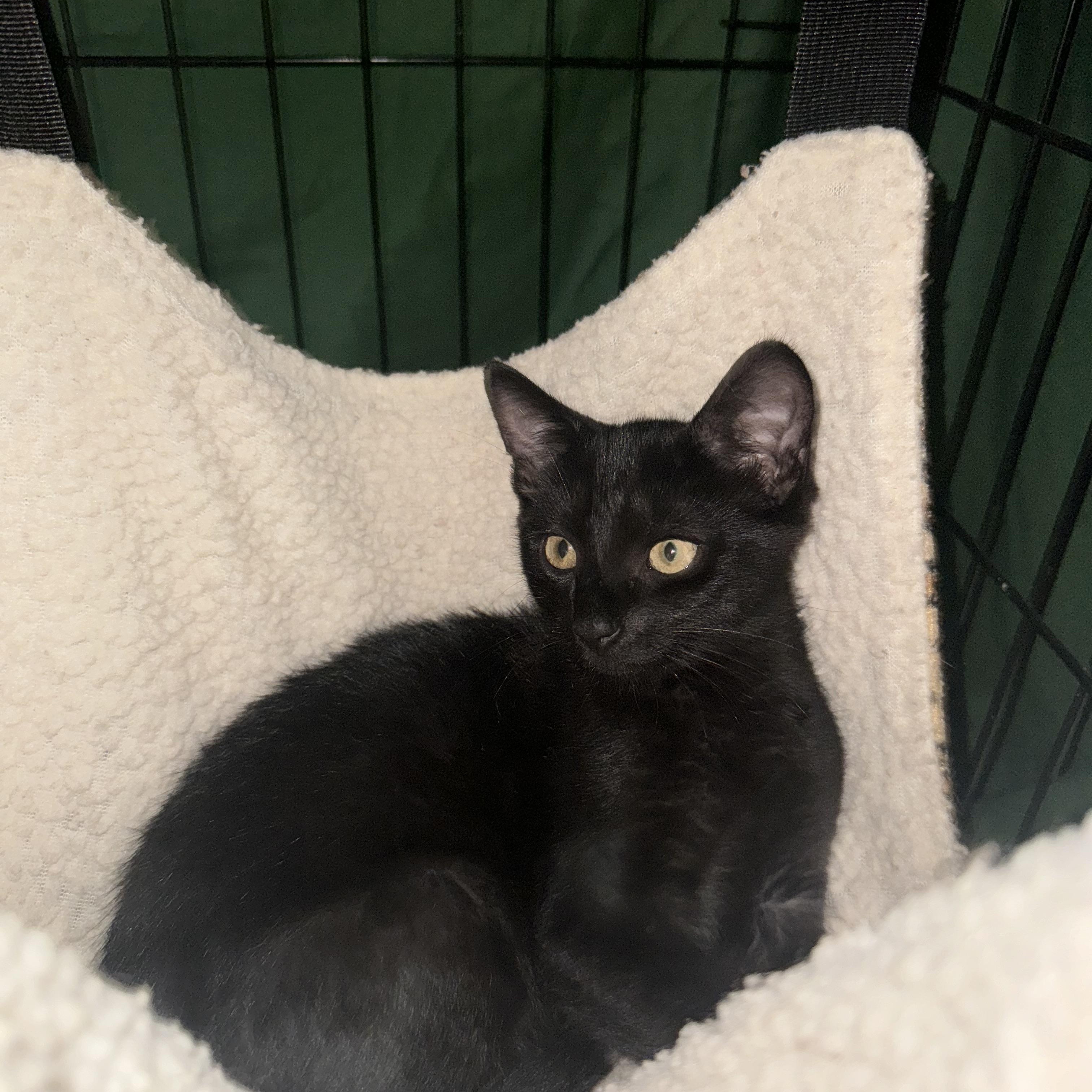 Enlarge Big Tex, a Adoptable Domestic Short Hair in Pittsburgh, PA image 4/4