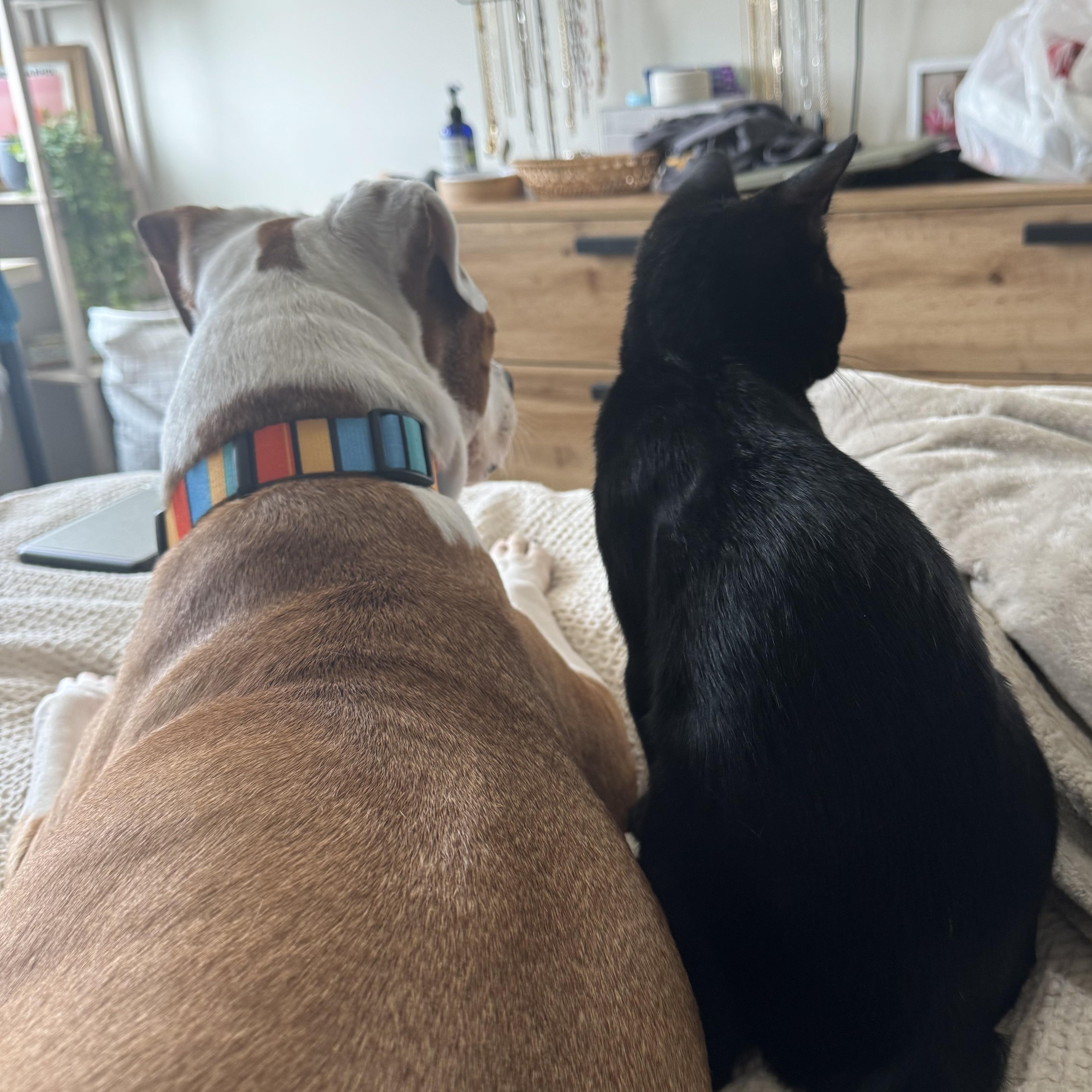 Enlarge Big Tex, a Adoptable Domestic Short Hair in Pittsburgh, PA image 2/4