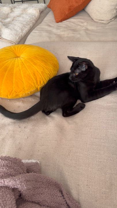 Enlarge Big Tex, a Adoptable Domestic Short Hair in Pittsburgh, PA video 3/4