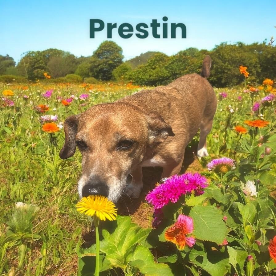 Zada & Prestin