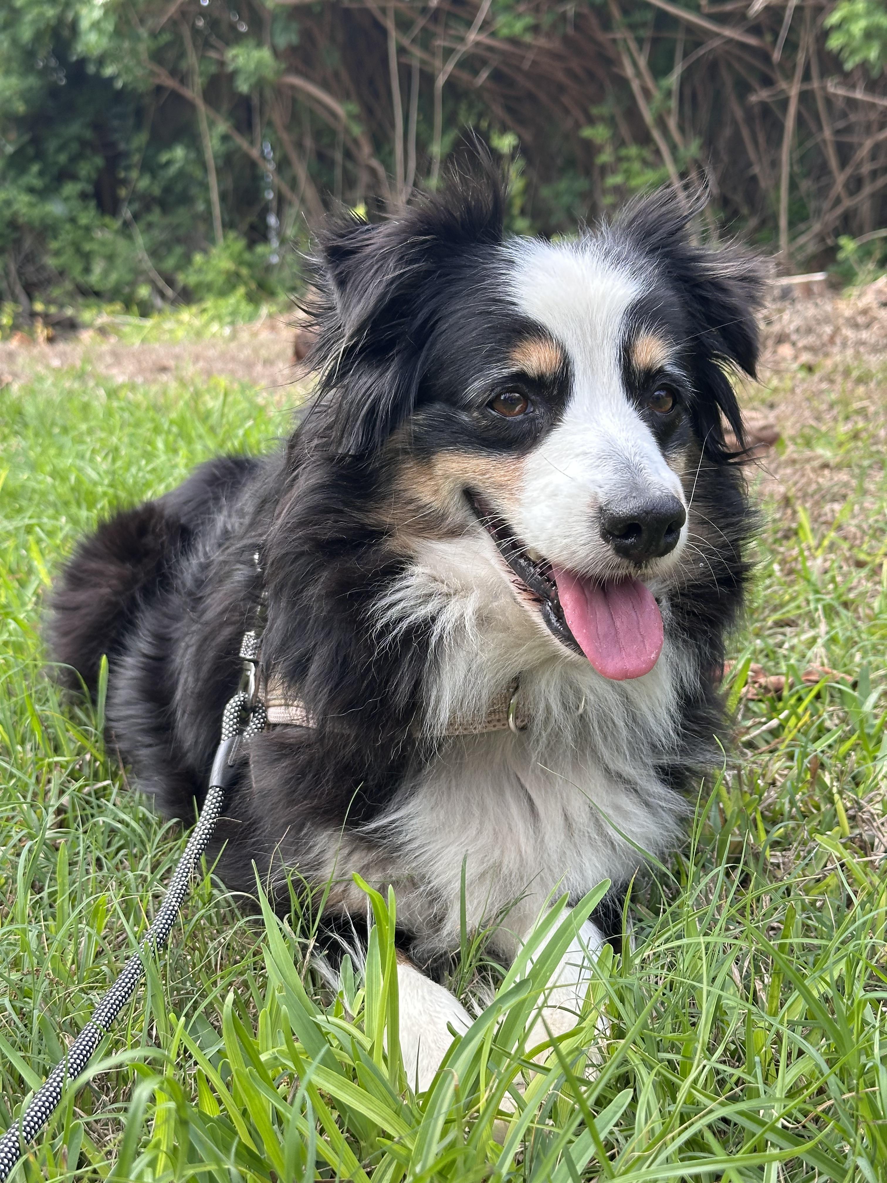 Rosie, Adoptable, Senior Female Australian Shepherd.