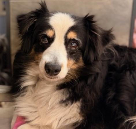 Enlarge Rosie, a Adoptable Australian Shepherd in Bradenton, FL image 2/6