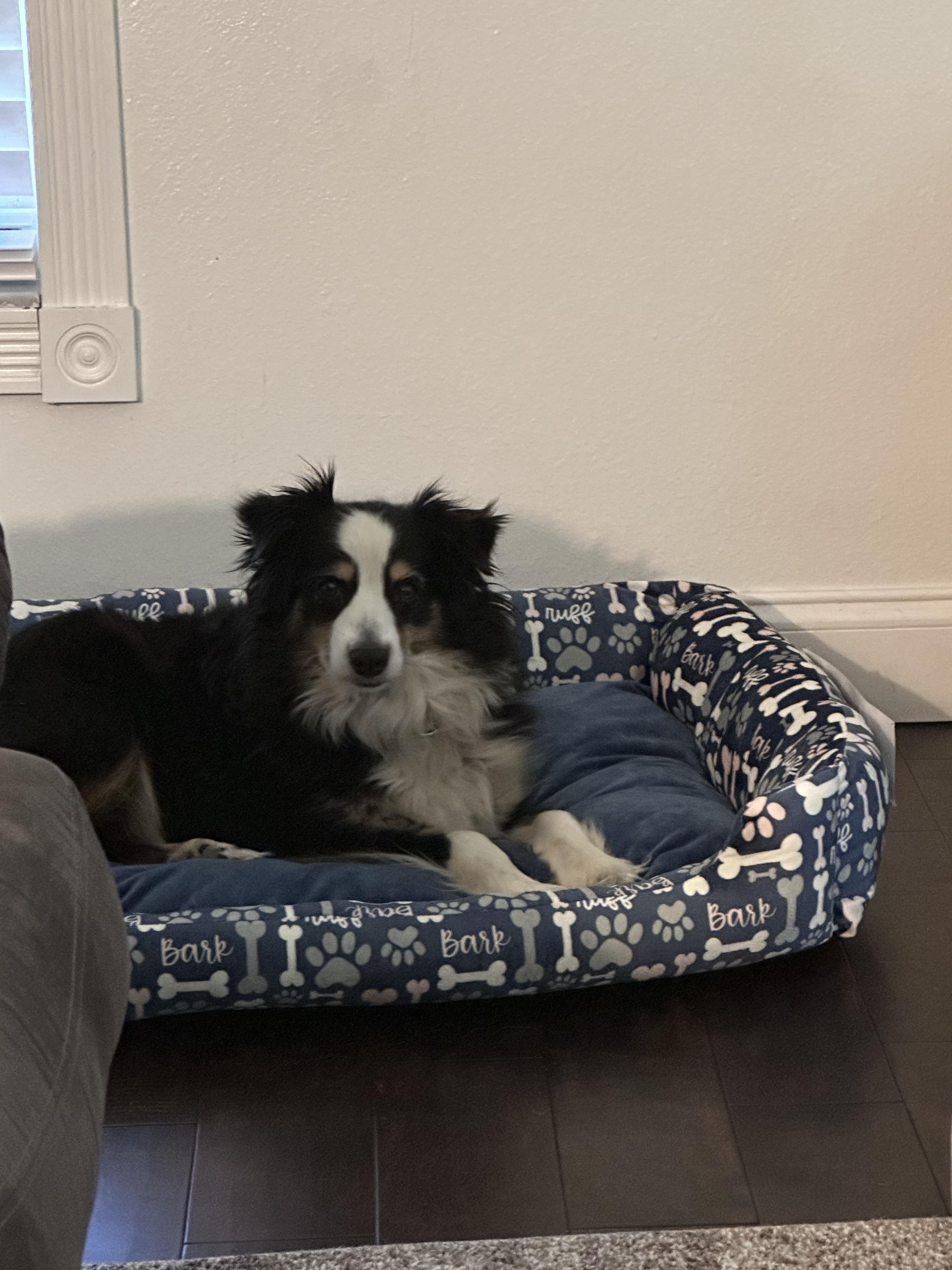 Enlarge Rosie, a Adoptable Australian Shepherd in Bradenton, FL image 3/6