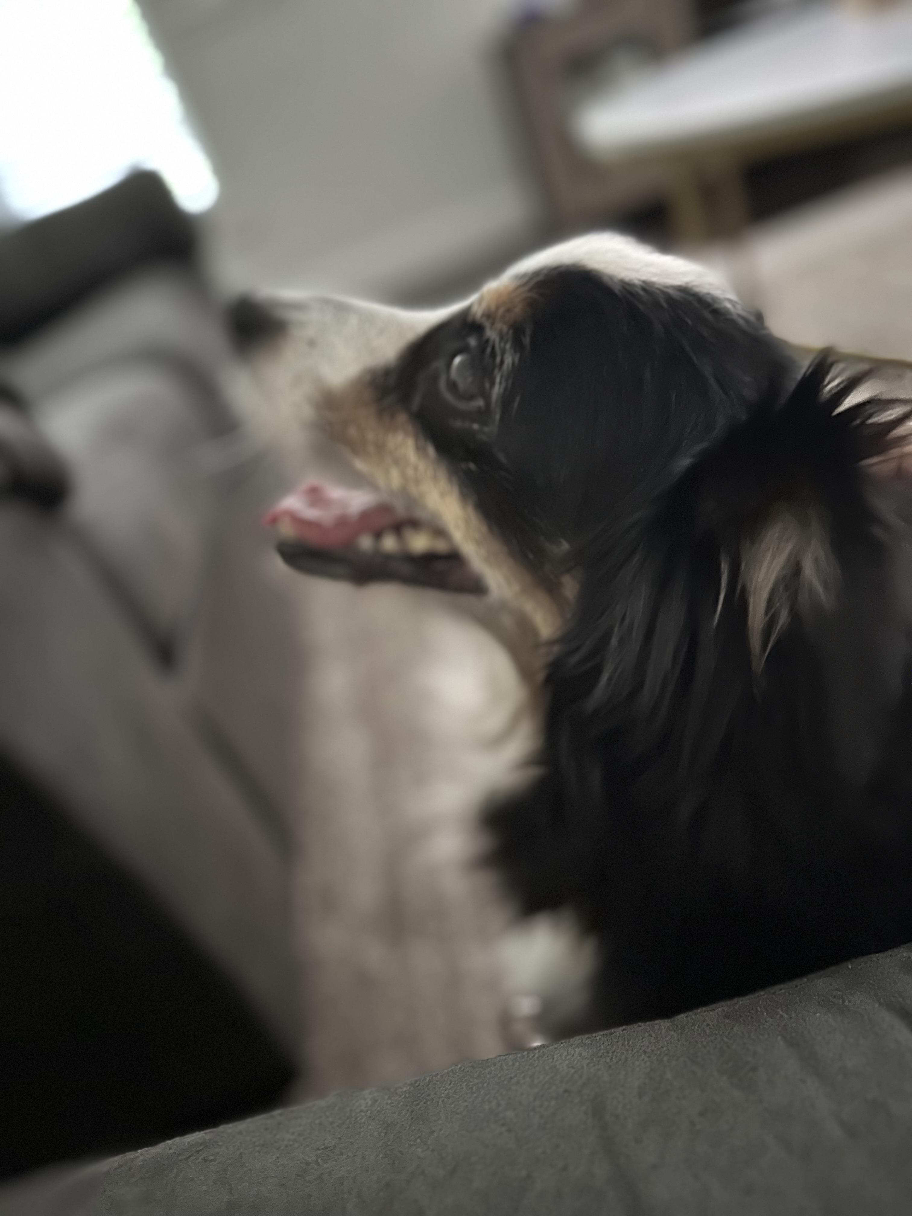 Enlarge Rosie, a Adoptable Australian Shepherd in Bradenton, FL image 4/6