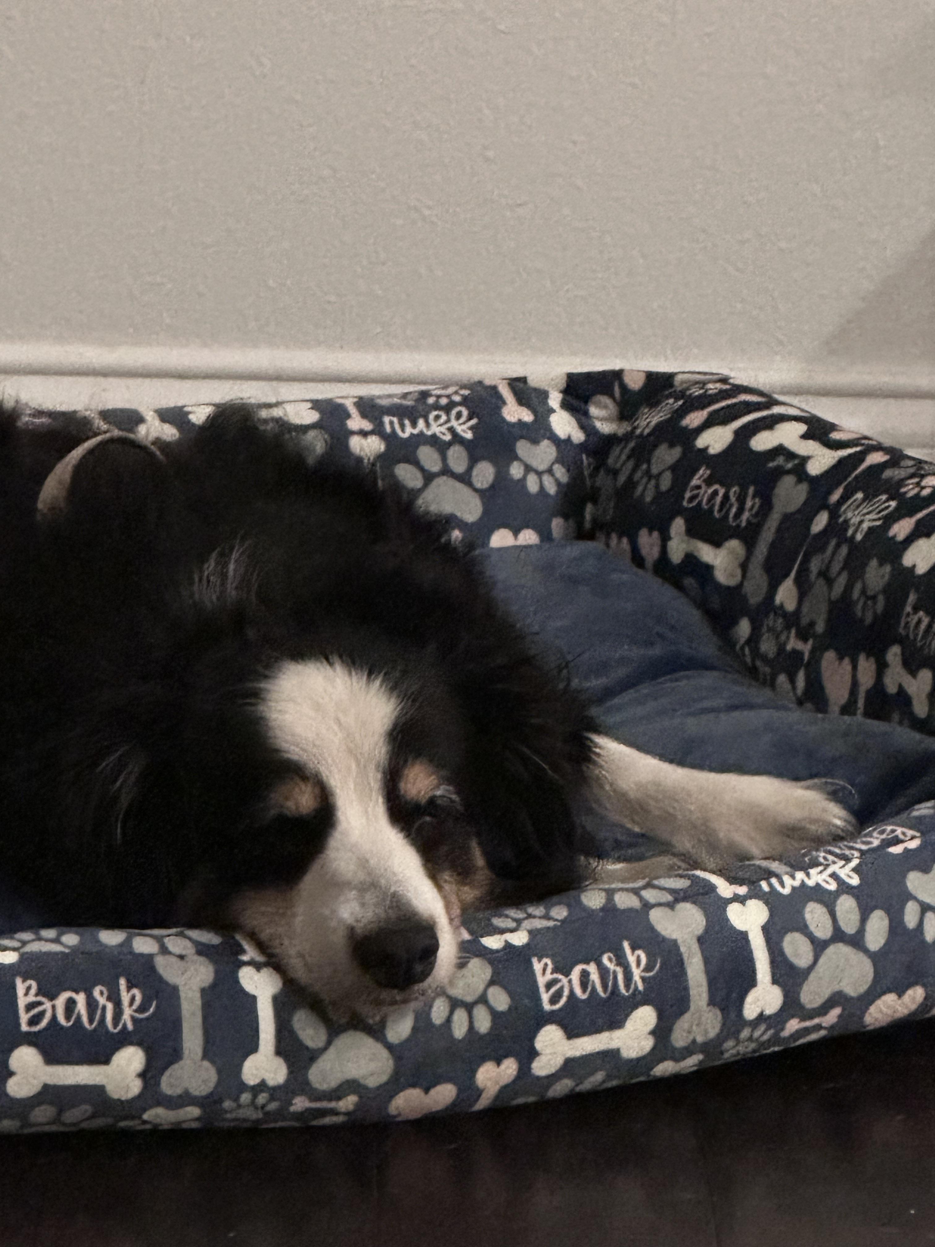 Enlarge Rosie, a Adoptable Australian Shepherd in Bradenton, FL image 5/6