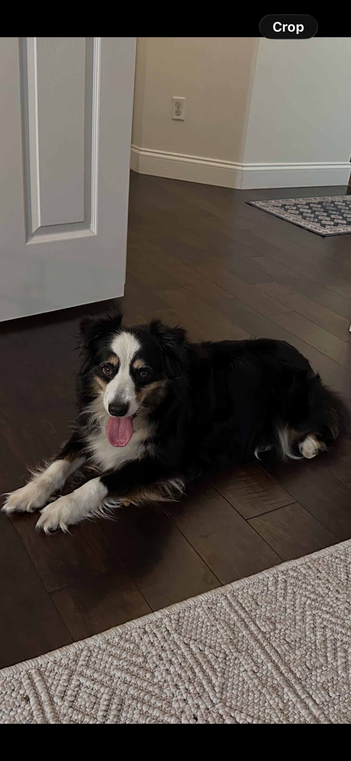 Enlarge Rosie, a Adoptable Australian Shepherd in Bradenton, FL image 6/6