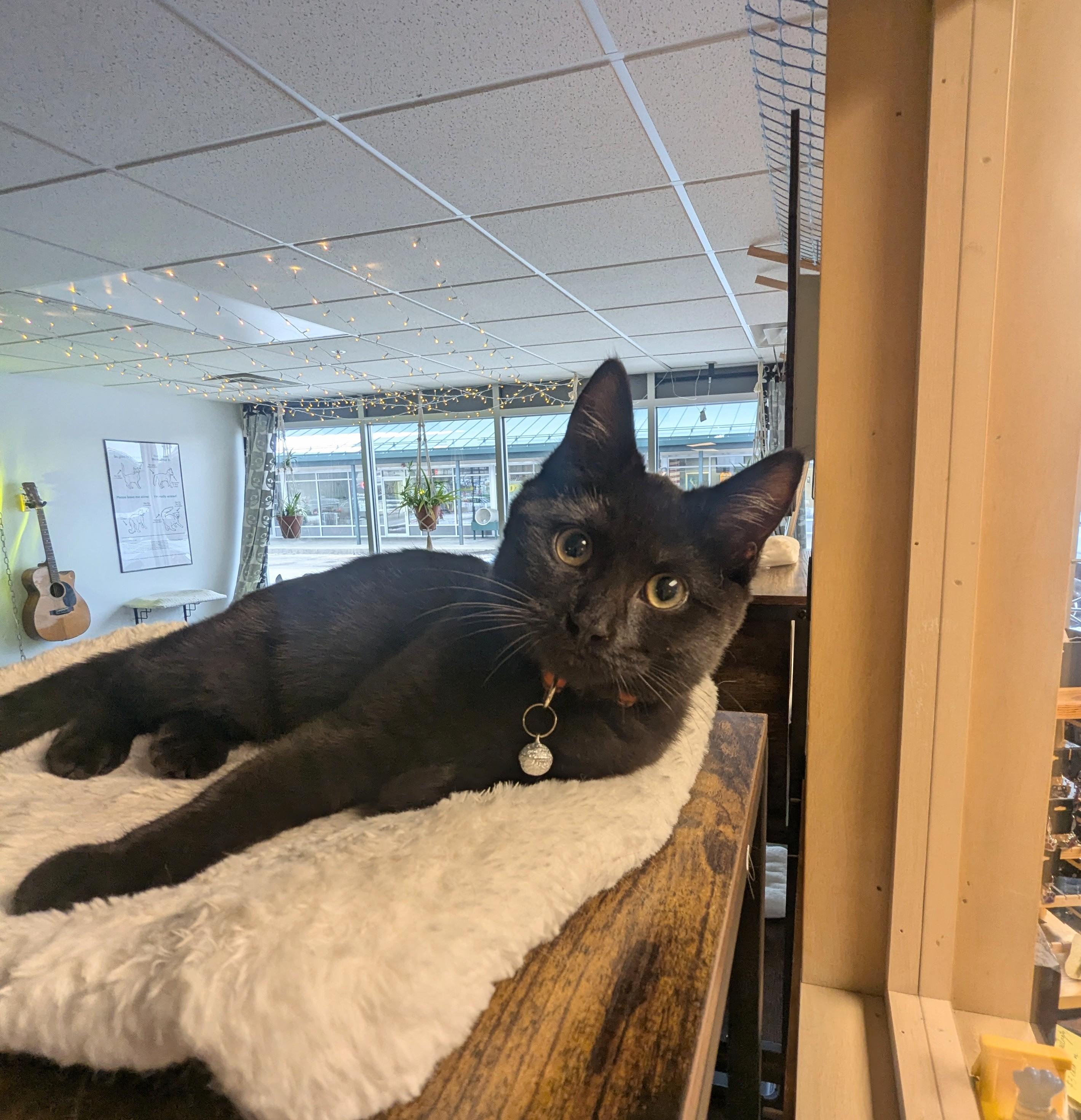 Marcia Brady, Adopted, Young Female Domestic Short Hair.