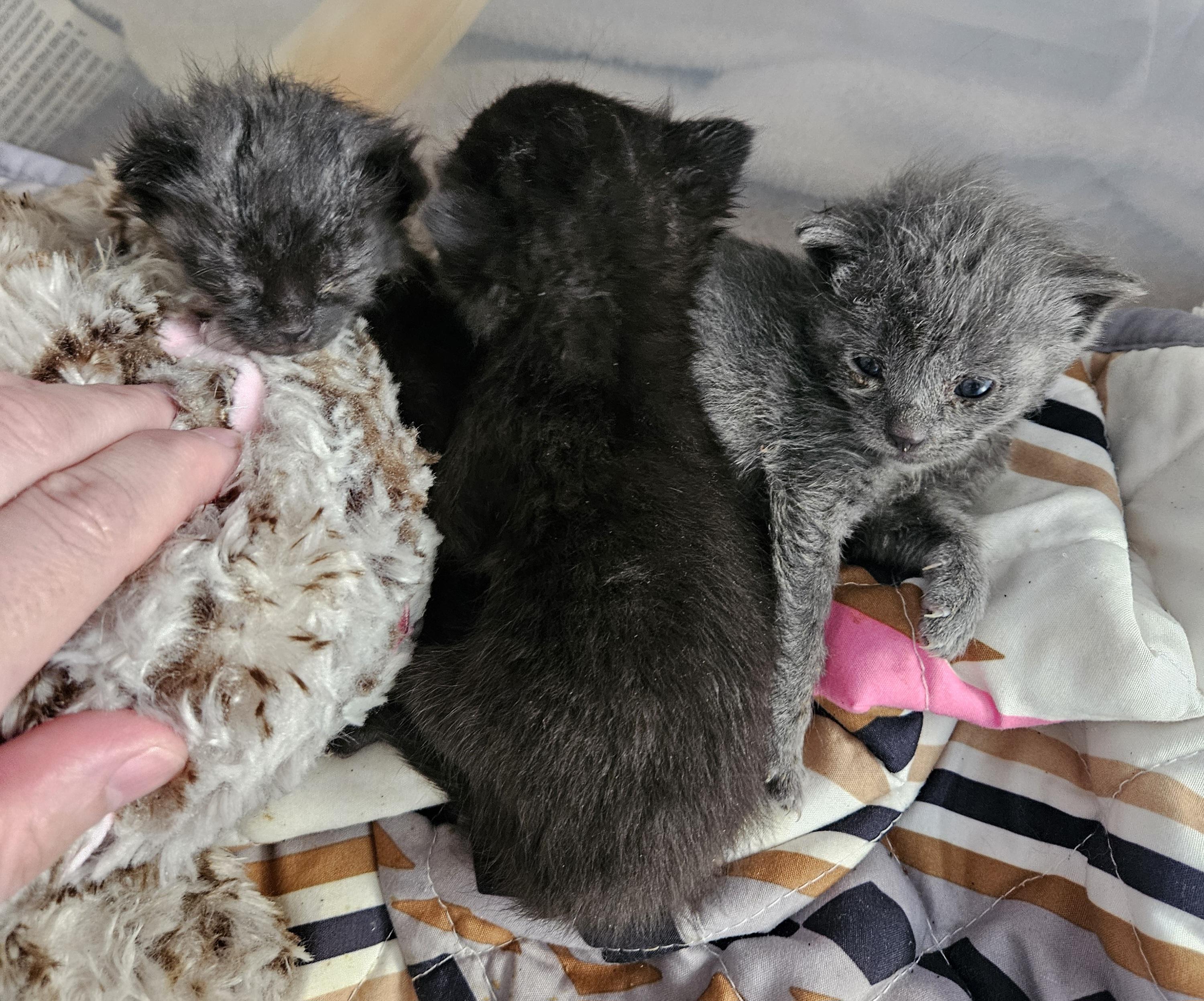 Enlarge Marcia Brady, a Adopted Domestic Short Hair in Burlington, VT image 2/6