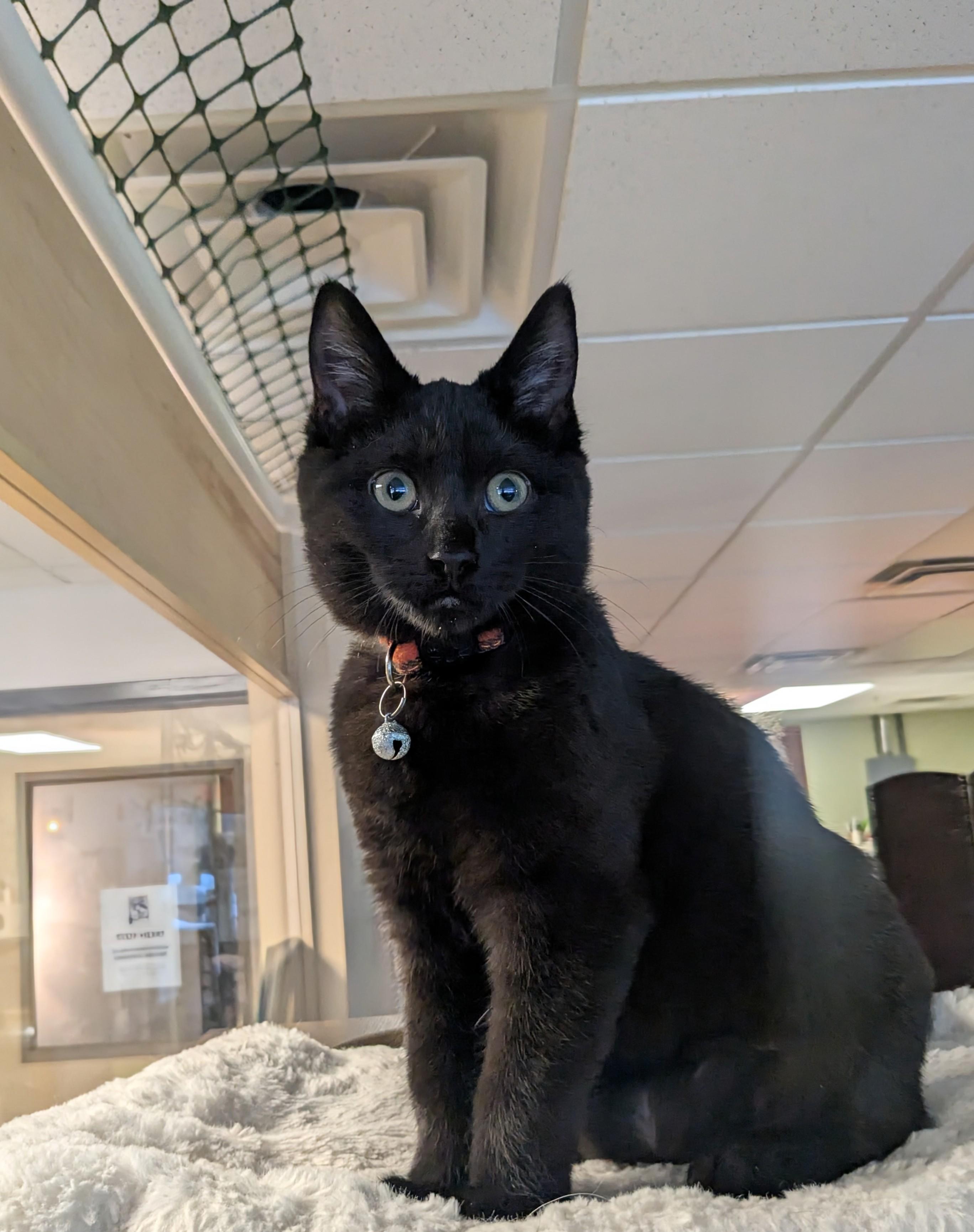 Enlarge Marcia Brady, a Adopted Domestic Short Hair in Burlington, VT image 3/6