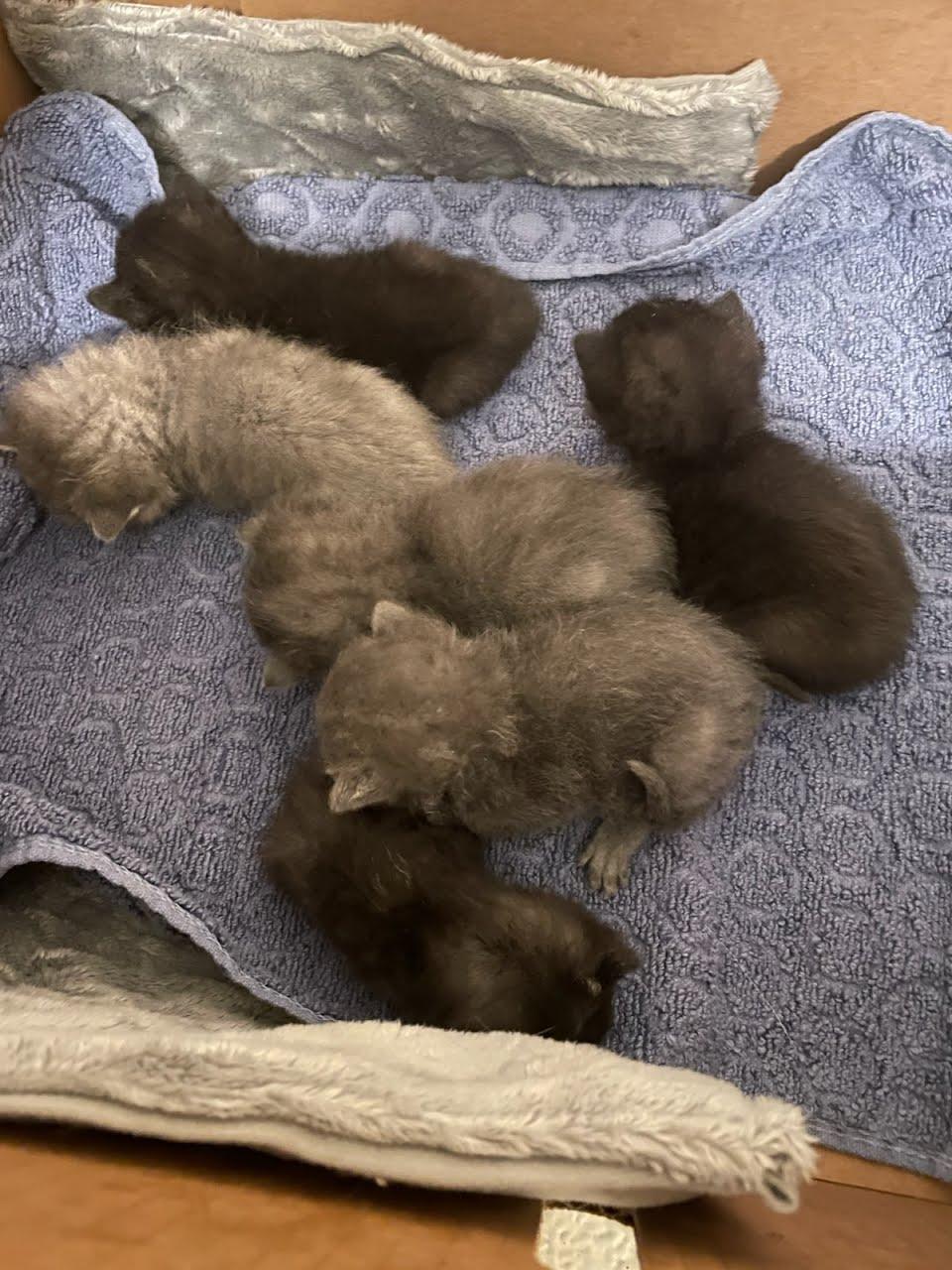 Enlarge Marcia Brady, a Adopted Domestic Short Hair in Burlington, VT image 4/6