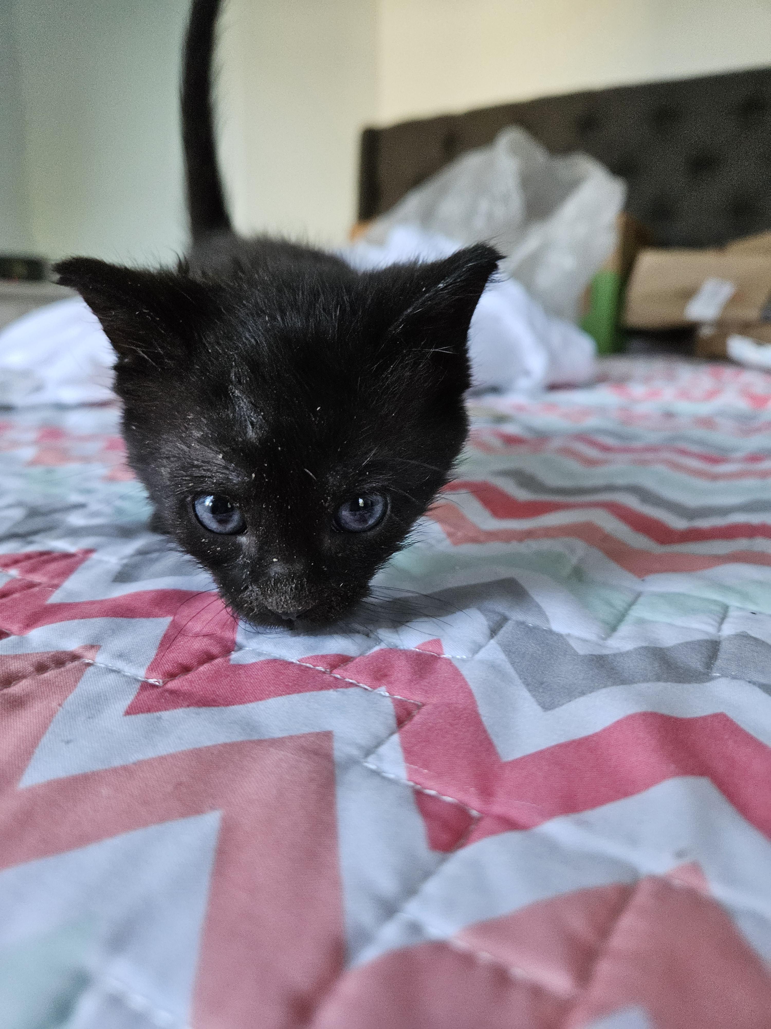 Enlarge Marcia Brady, a Adopted Domestic Short Hair in Burlington, VT image 5/6