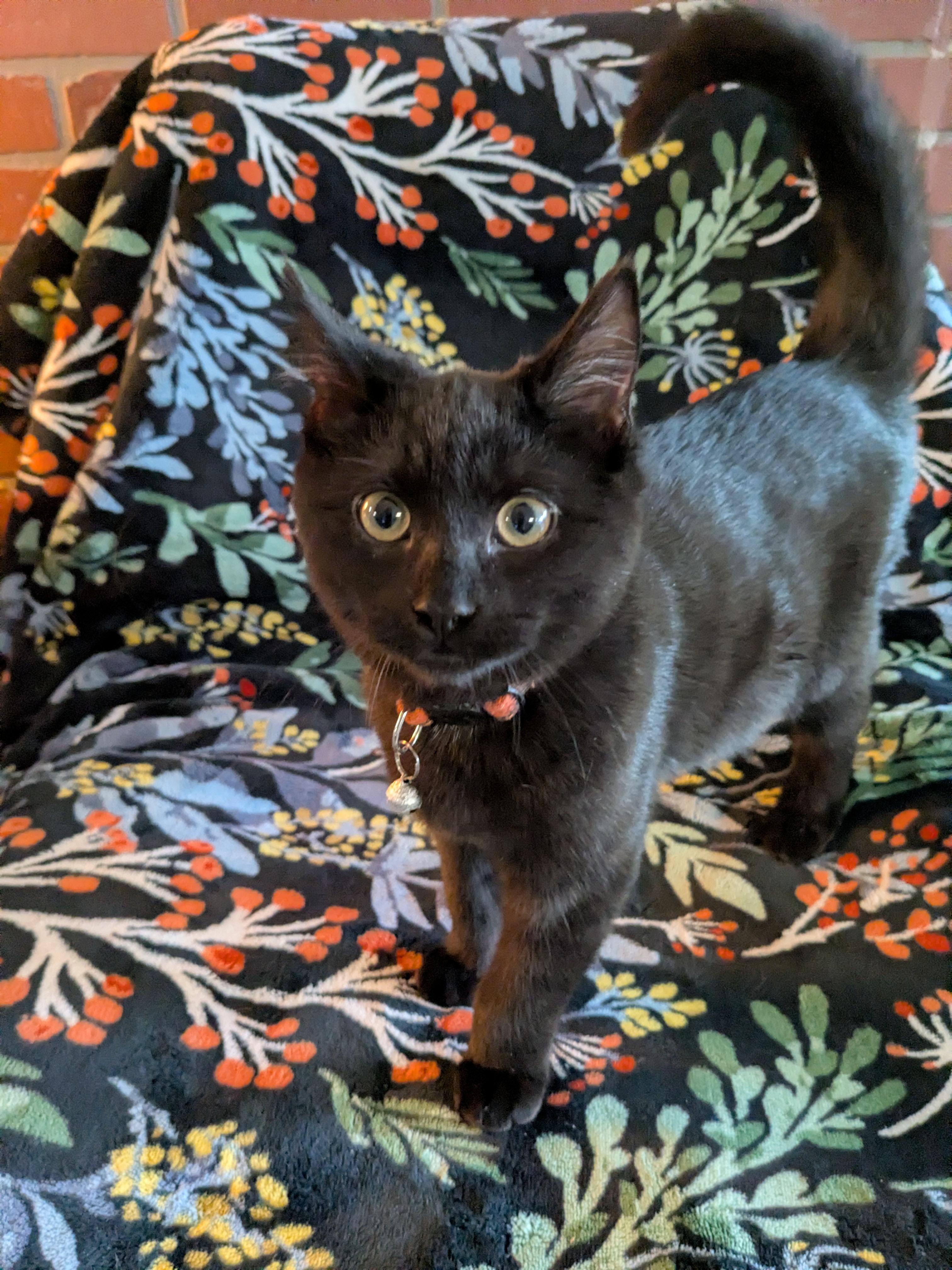 Enlarge Marcia Brady, a Adopted Domestic Short Hair in Burlington, VT image 6/6