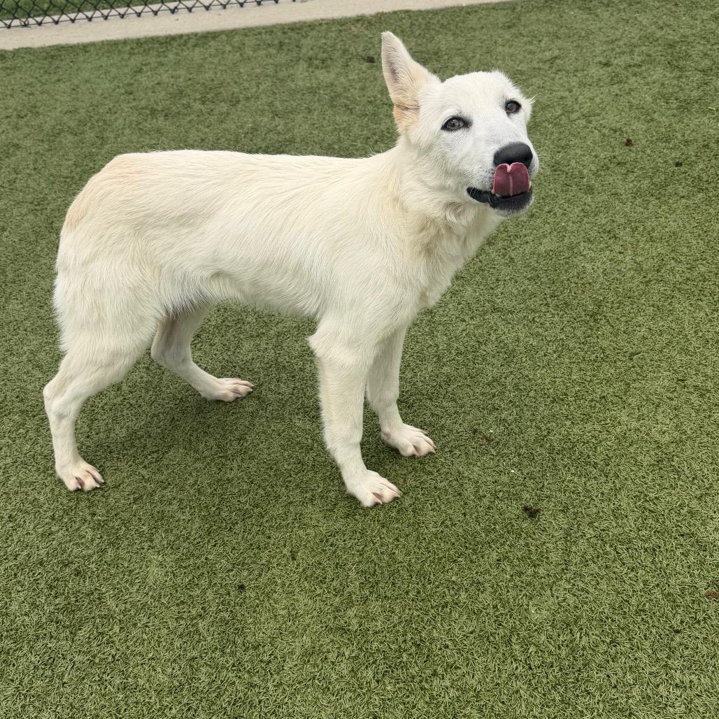 Enlarge Angel, a Adoptable mixed breed in Bryan, TX image 1/3