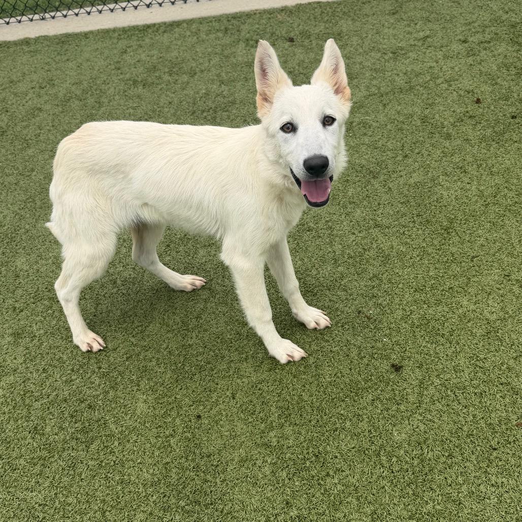 Enlarge Angel, a Adoptable mixed breed in Bryan, TX image 2/3