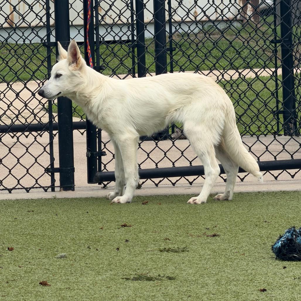Enlarge Angel, a Adoptable mixed breed in Bryan, TX image 3/3