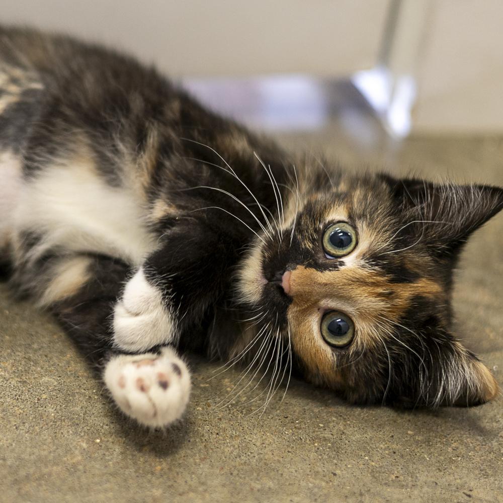 **Cat Cafe** Figaro, a Adoptable Domestic Short Hair in Topeka, KS image 1/2