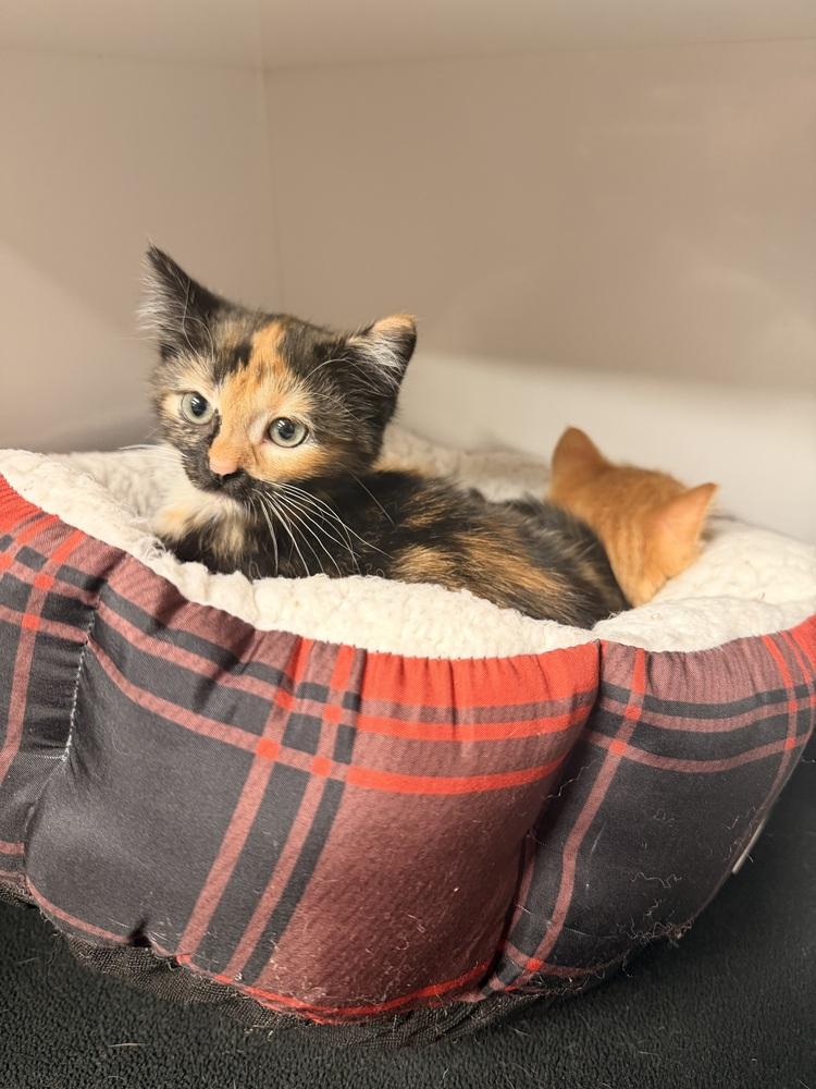 **Cat Cafe** Figaro, a Adoptable Domestic Short Hair in Topeka, KS image 2/2