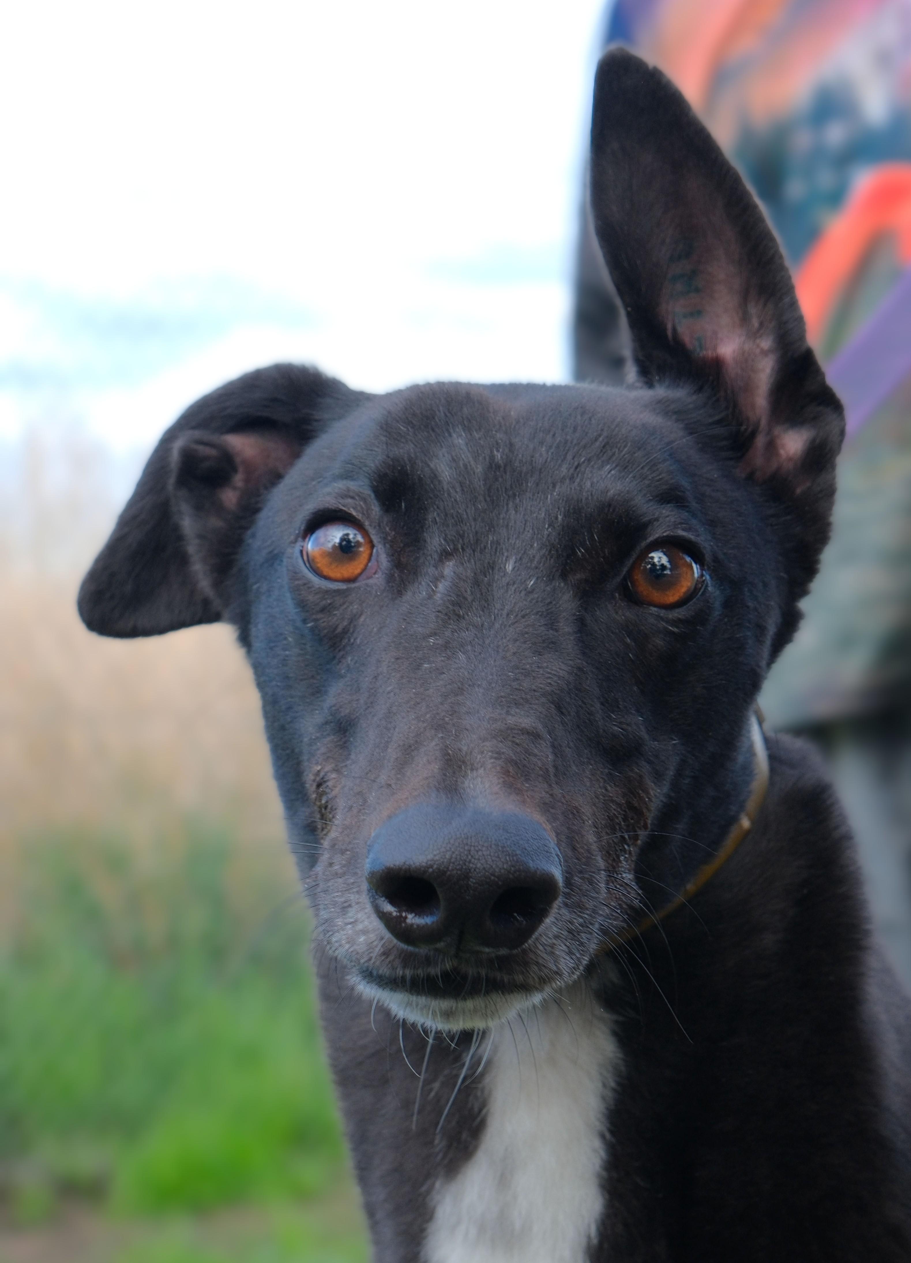 Enlarge Basil, an adopted Greyhound in Seattle, WA image 1/1