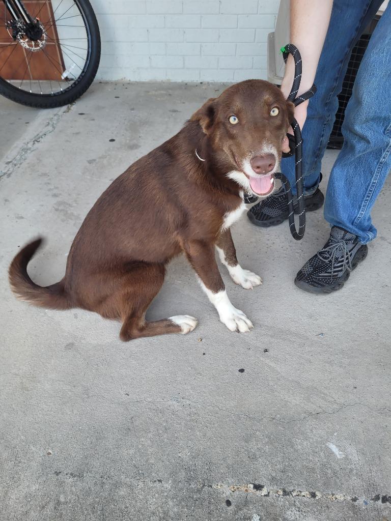 Bluey (Sadie), Adoptable, Puppy Female Mixed Breed.