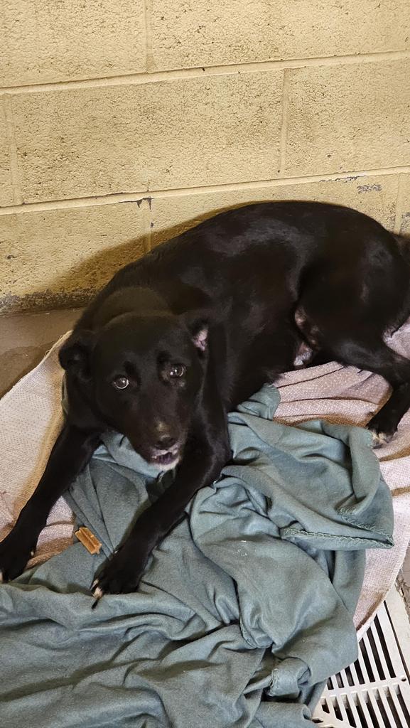 Enlarge Stella, a Adoptable mixed breed in Crossville, TN image 1/1