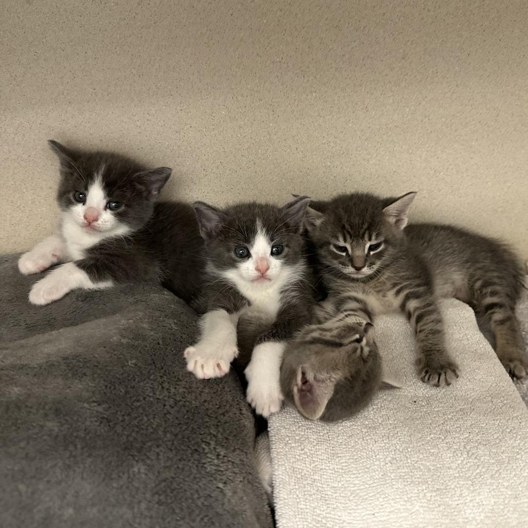 Alto, Adoptable, Kitten Male Domestic Short Hair.