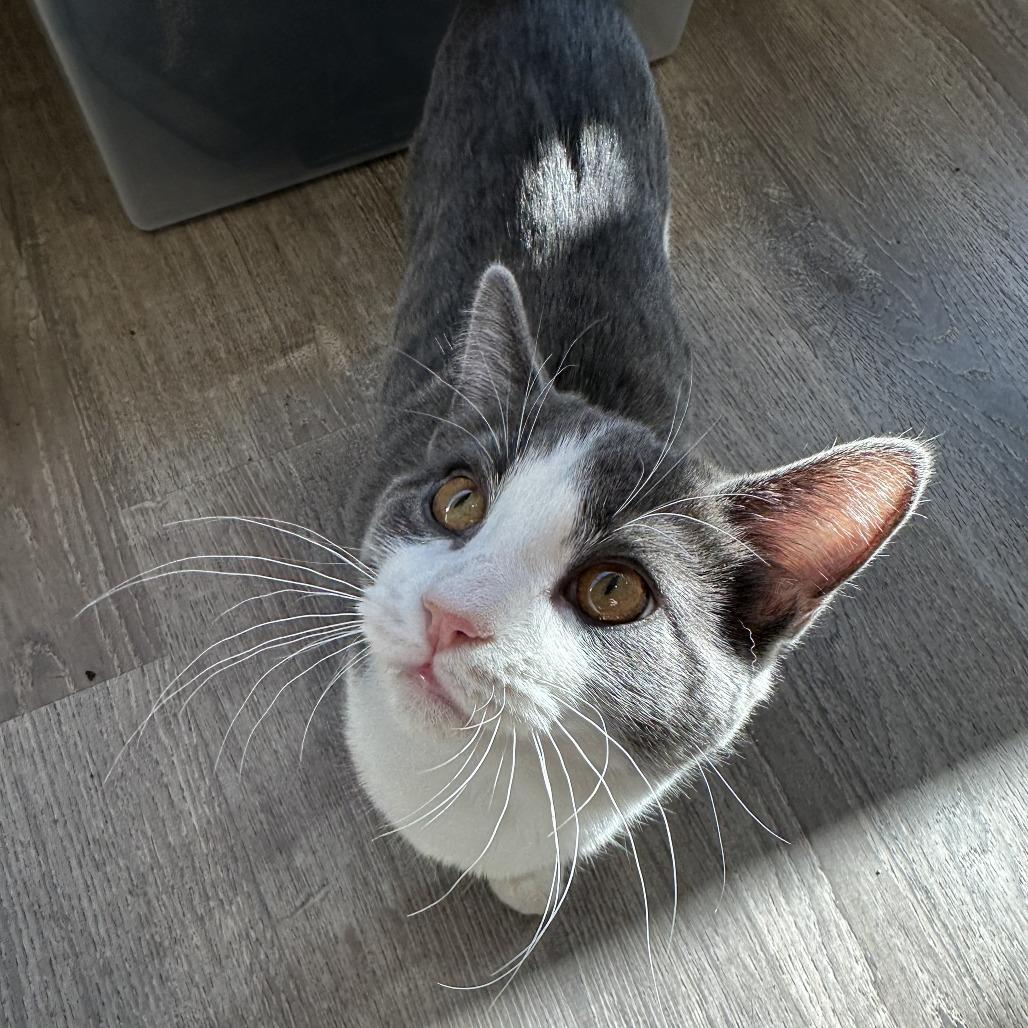 Enlarge Alto, a Adoptable Domestic Short Hair in Durango, CO image 2/6