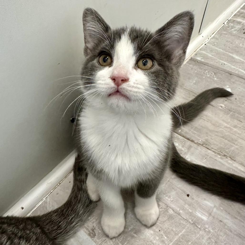 Enlarge Alto, a Adoptable Domestic Short Hair in Durango, CO image 3/6