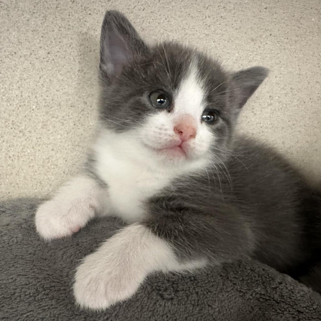 Enlarge Alto, a Adoptable Domestic Short Hair in Durango, CO image 4/6