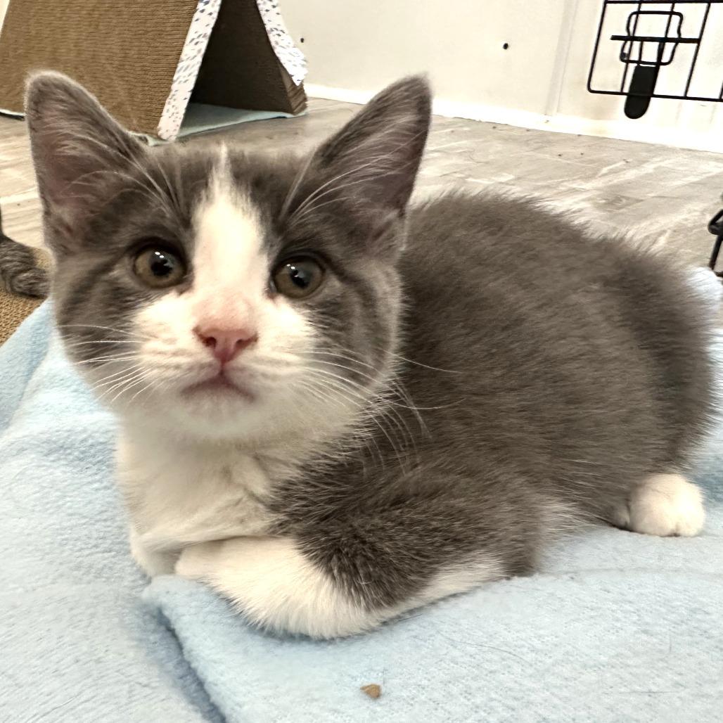 Enlarge Alto, a Adoptable Domestic Short Hair in Durango, CO image 5/6