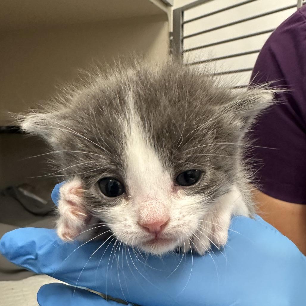 Enlarge Alto, a Adoptable Domestic Short Hair in Durango, CO image 6/6