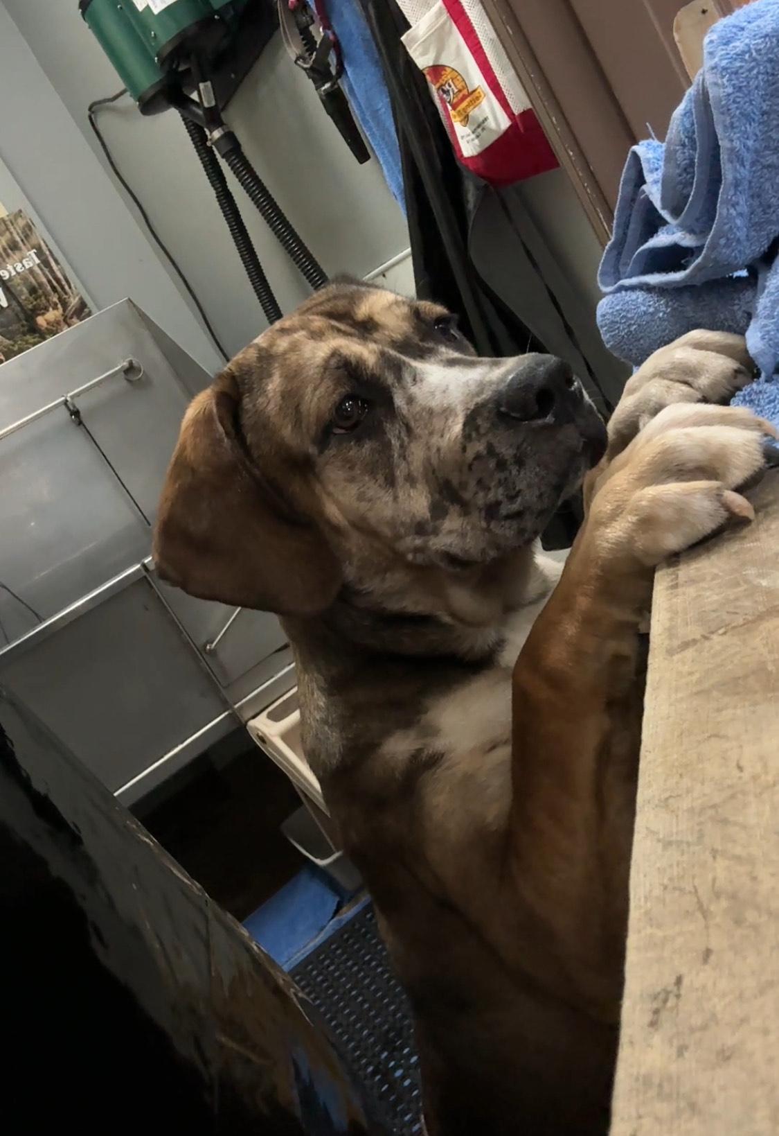 Cocoa, ADOPTABLE, Young Female Catahoula Leopard Dog.