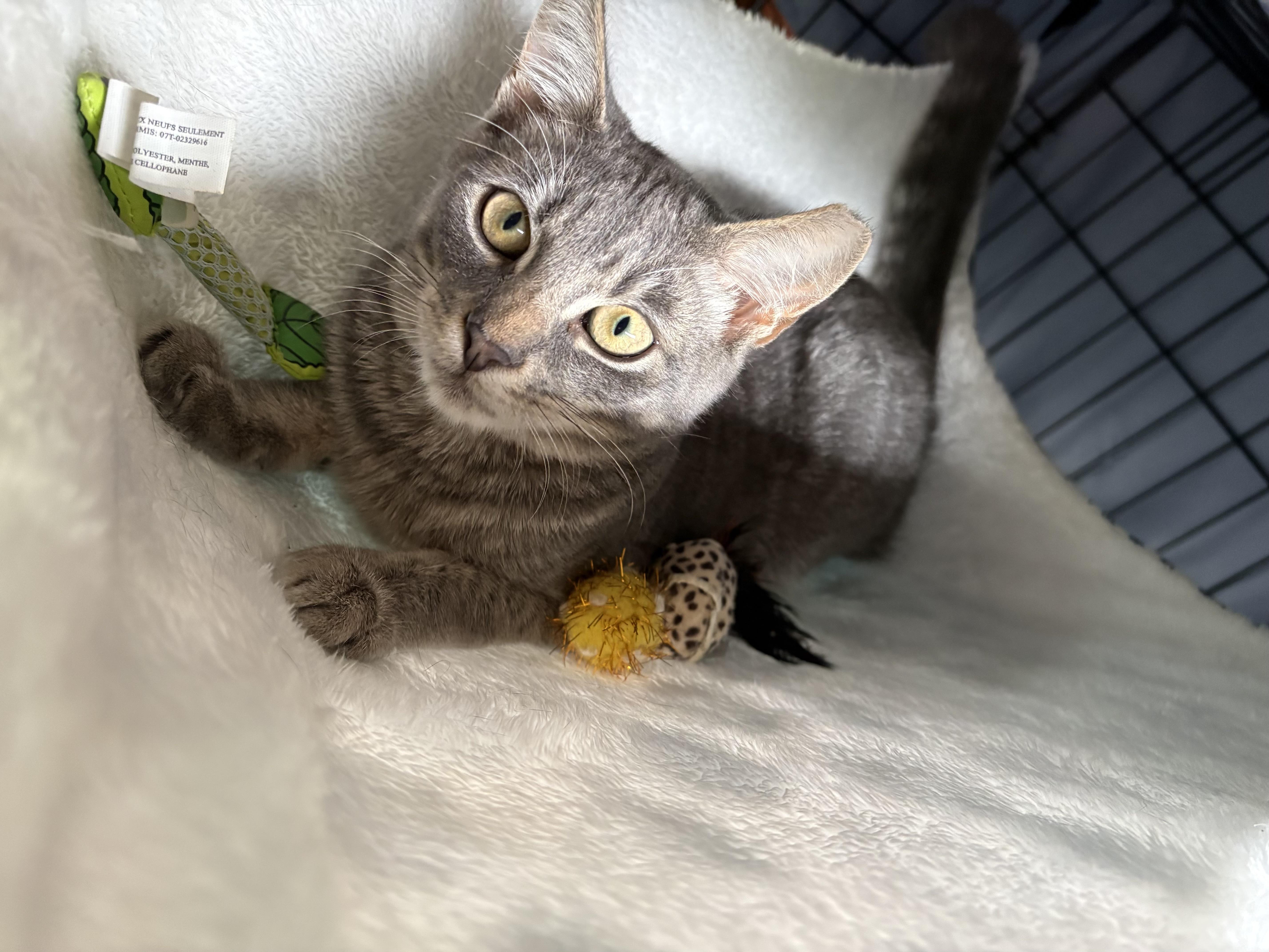 Manny, Adoptable, Kitten Male Domestic Short Hair.