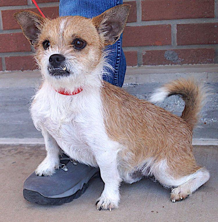 Rover, a ADOPTABLE mixed breed in Carrollton, TX image 2/3