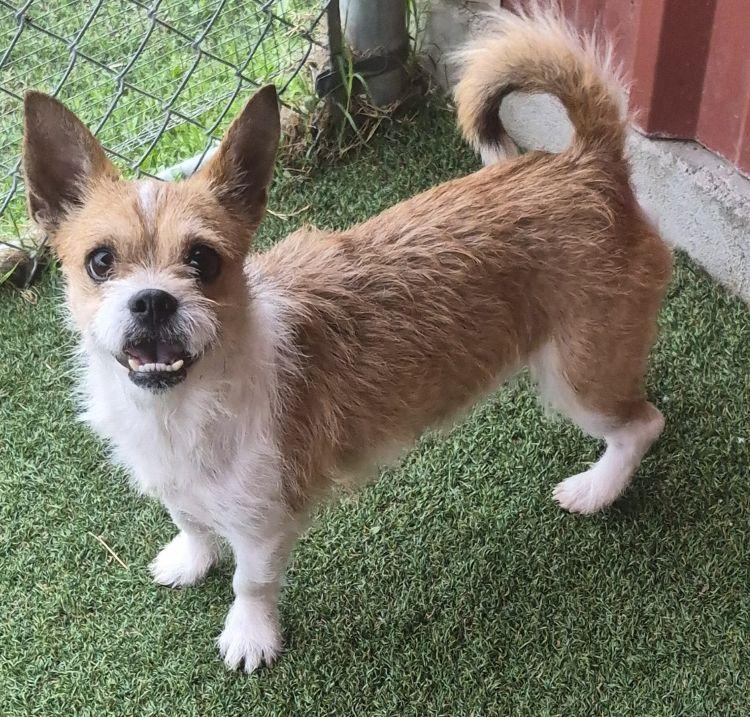 Rover, a ADOPTABLE mixed breed in Carrollton, TX image 3/3