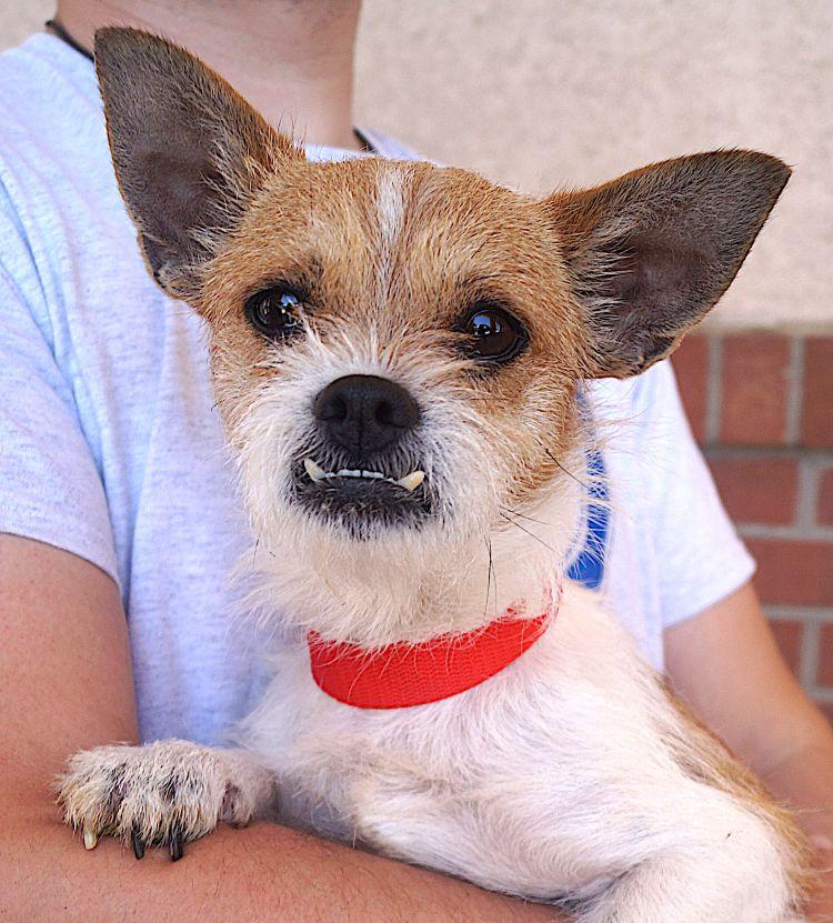 Rover, ADOPTABLE, Adult Male Cairn Terrier.
