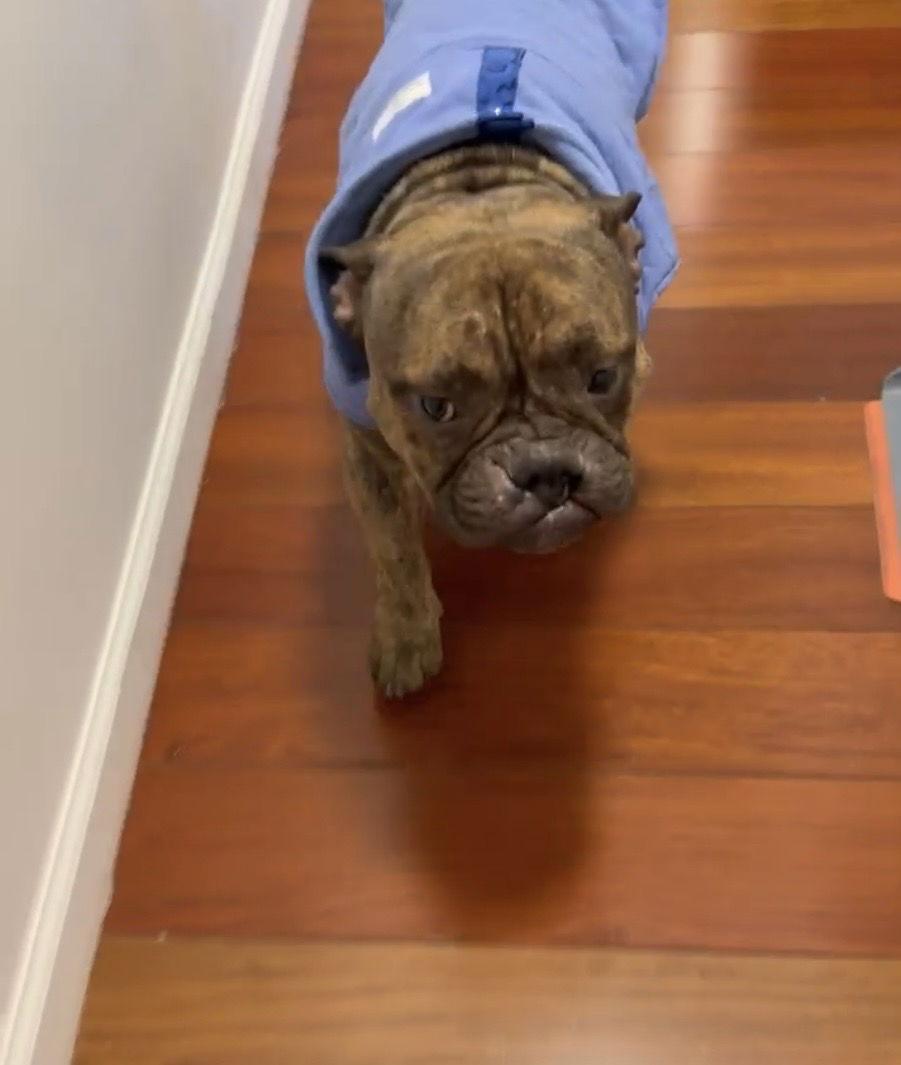 Face, Adoptable, Young Male English Bulldog.