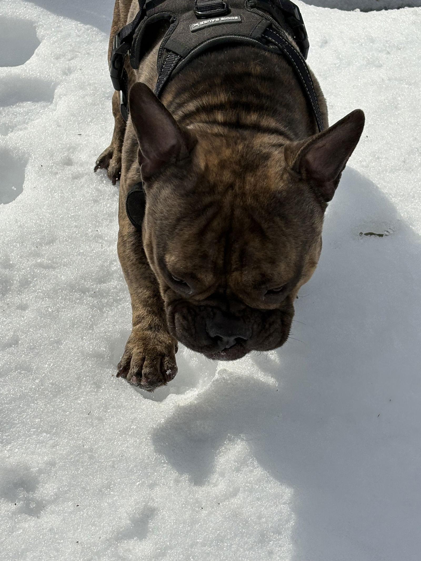 Face, Adoptable, Young Male English Bulldog.