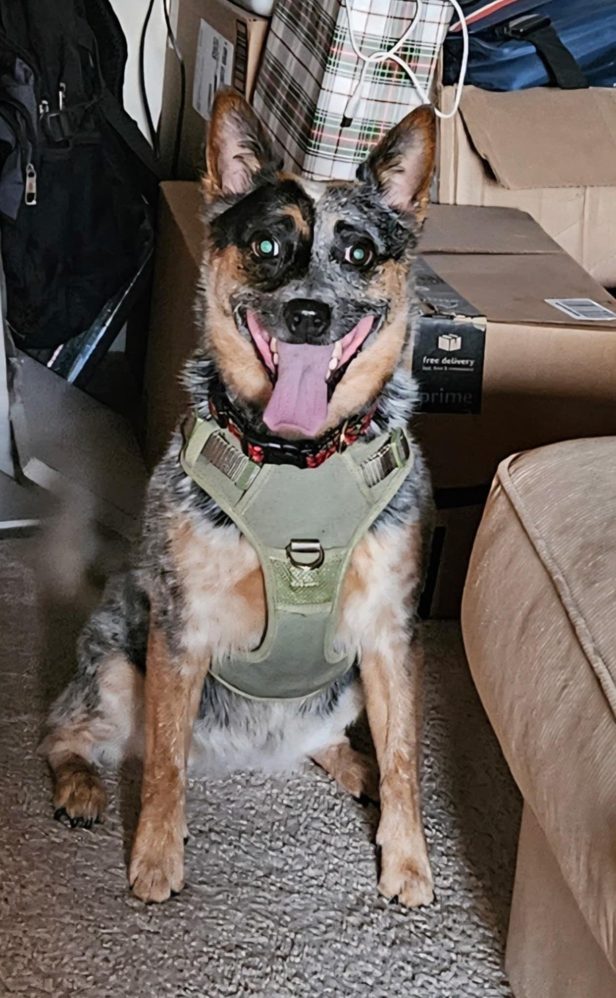 Enlarge Luna, a Adoptable Australian Cattle Dog / Blue Heeler in Croydon, PA image 3/5