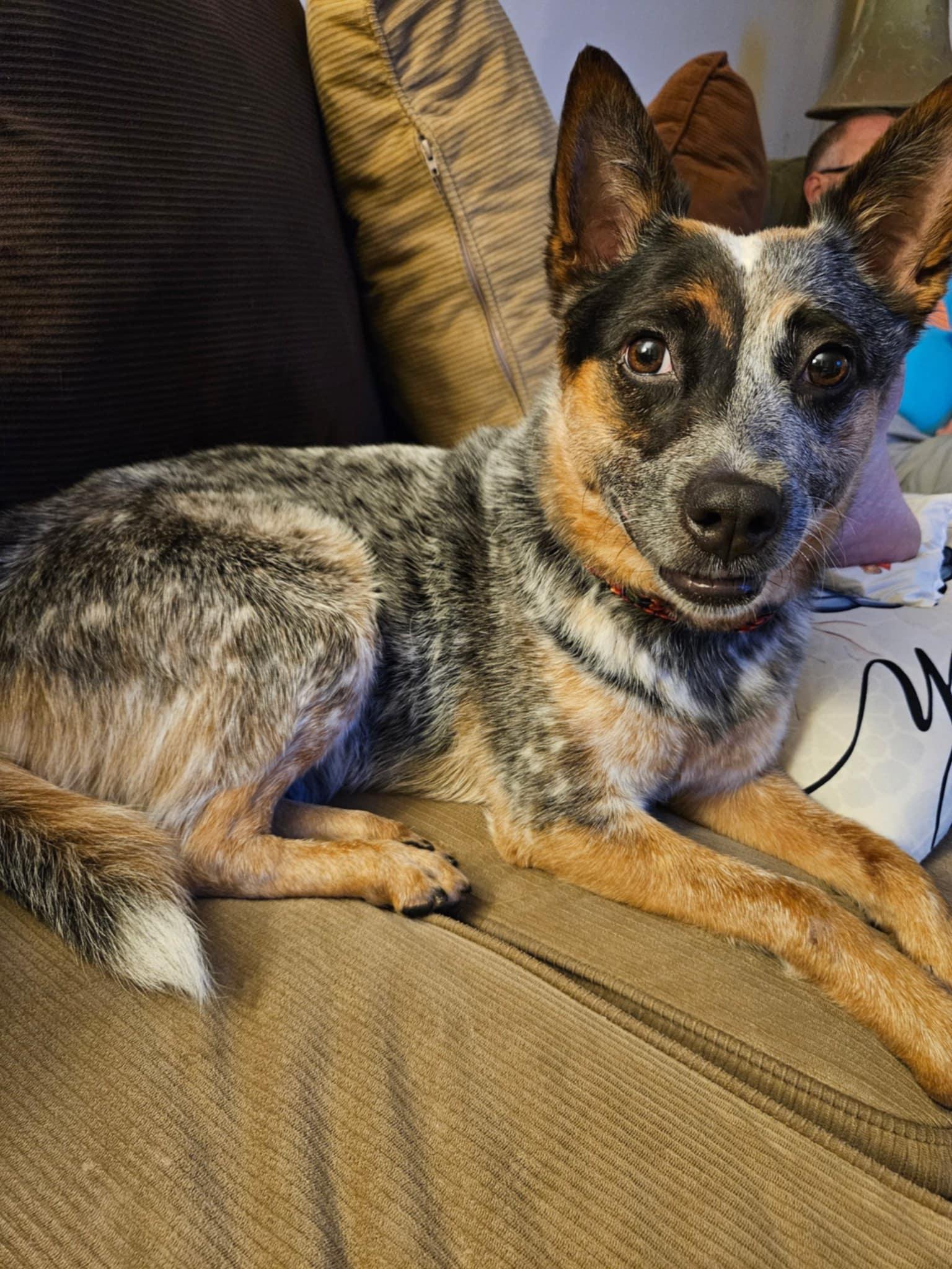 Luna, Adoptable, Adult Female Australian Cattle Dog / Blue Heeler.