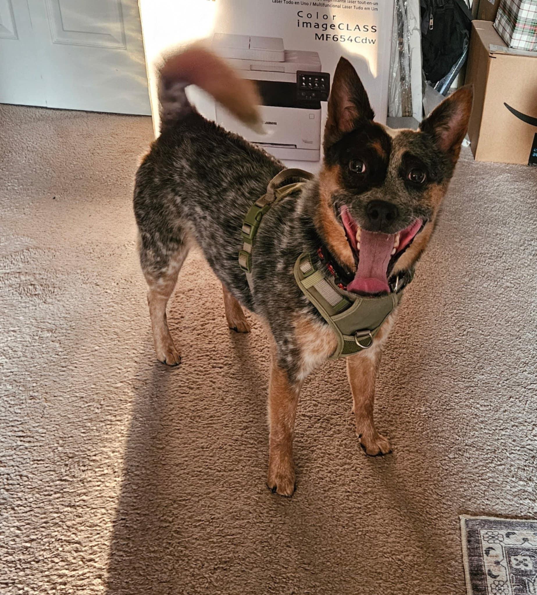 Enlarge Luna, a Adoptable Australian Cattle Dog / Blue Heeler in Croydon, PA image 4/5